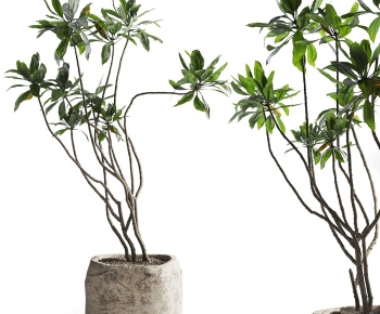 现代落地绿植盆栽-ID:611546994