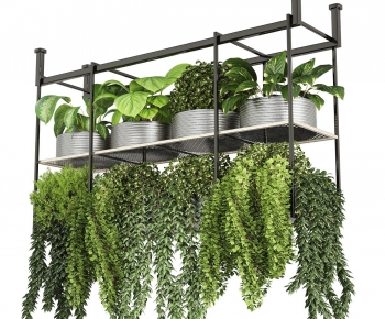 Modern Chlorophytum Comosum-ID:535310987