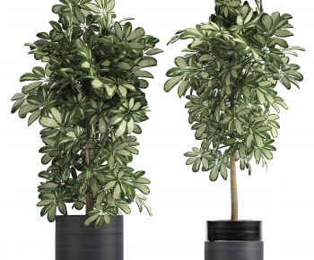 Modern Ground Green Plant Potted Plants-ID:194017892