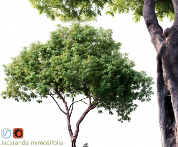 Modern Tree-ID:802161936