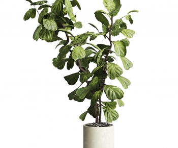 Modern Ground Green Plant Potted Plants-ID:373568063