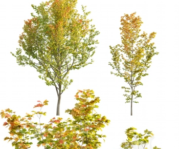 Modern Tree-ID:109042884