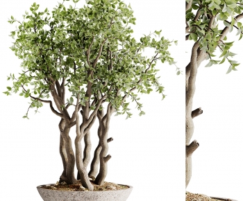 现代落地绿植盆栽树-ID:885499954