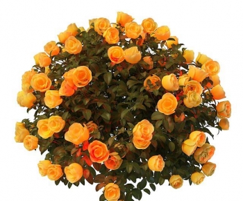 现代黄色玫瑰花-ID:547919397