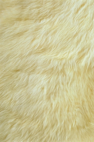 动物毛毯-ID:6383905