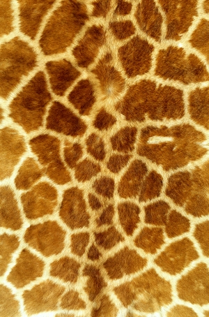 动物毛毯-ID:761531113