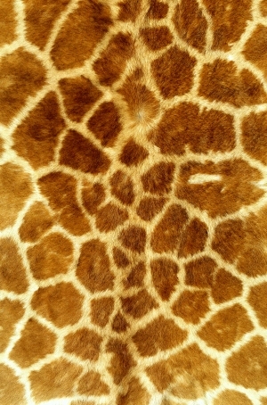 动物毛毯-ID:6383939
