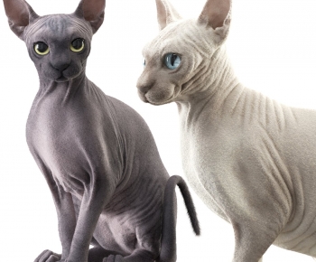 Modern Animal Cat-ID:513638022