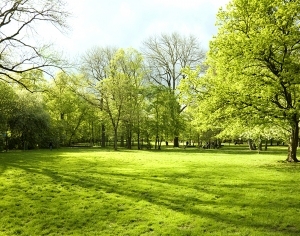 ModernNature Texture