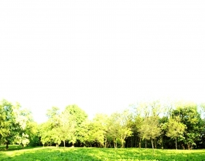 ModernNature Texture