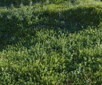 Modern The Grass-ID:290652993