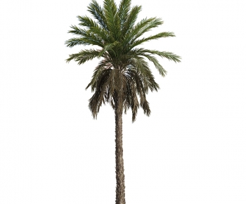 Modern Tree-ID:673461911