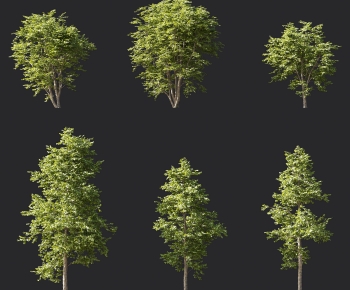 Modern Tree-ID:859296084