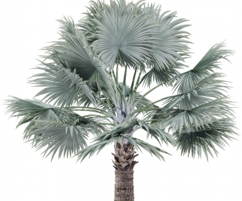 Modern Tree-ID:808620582