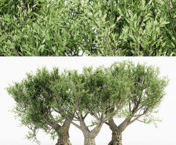 Modern Tree-ID:234008071