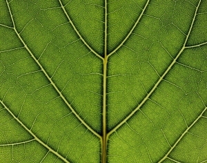 ModernAnimal And Plant Pattern Wallpaper