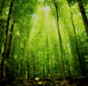 ModernAnimal And Plant Pattern Wallpaper