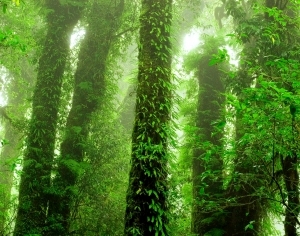 ModernAnimal And Plant Pattern Wallpaper