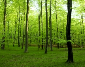 ModernAnimal And Plant Pattern Wallpaper