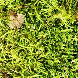 ModernModern Wallpaper