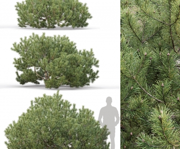 Modern Shrubbery-ID:803344967