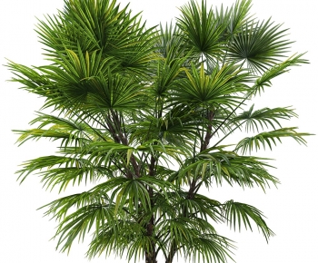 Modern Tree-ID:249922991