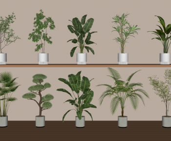 Modern Ground Green Plant Potted Plants-ID:560450087