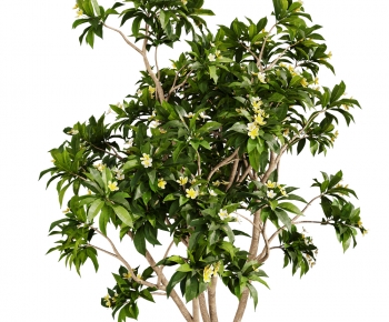 Modern Tree-ID:331799981