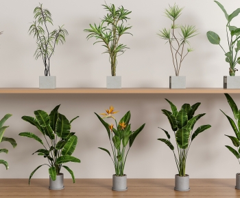 Modern Ground Green Plant Potted Plants-ID:244856122