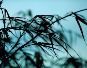 European StyleEuropean Style Wallpaper