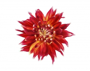 现代花纹壁纸-ID:482899906