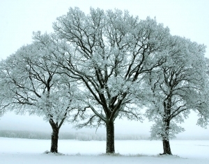 ModernAnimal And Plant Pattern Wallpaper