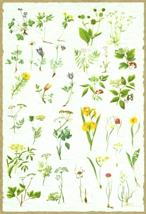 ModernAnimal And Plant Pattern Wallpaper