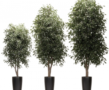 Modern Ground Green Plant Potted Plants-ID:273334985