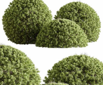 Modern Shrubbery-ID:813877112