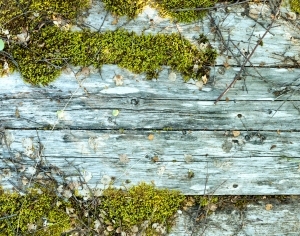 ModernWood Plank