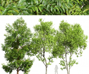 现代景观树组合-ID:646619865