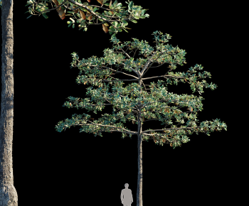 Modern Tree-ID:891447077