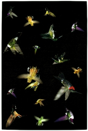 European StyleEuropean Carpet