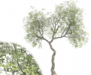 Modern Tree-ID:674490942