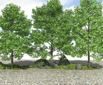 Modern Tree-ID:362277985