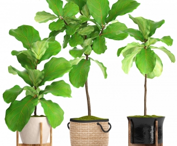 Modern Potted Green Plant-ID:523770097