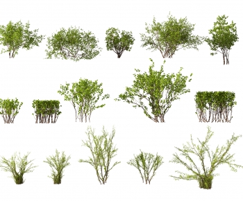 Modern Shrubbery-ID:587360937