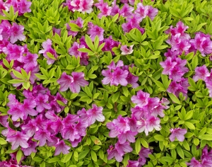 鲜花花丛-ID:692552096