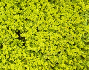 鲜花花丛-ID:709369258