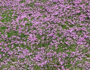 鲜花花丛-ID:643645055