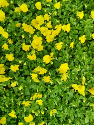 鲜花花丛-ID:122023111