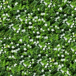鲜花花丛-ID:794857037