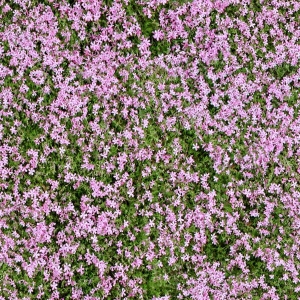 鲜花花丛-ID:800524957