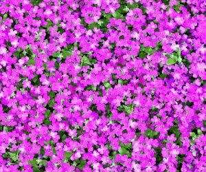 鲜花花丛-ID:987478021